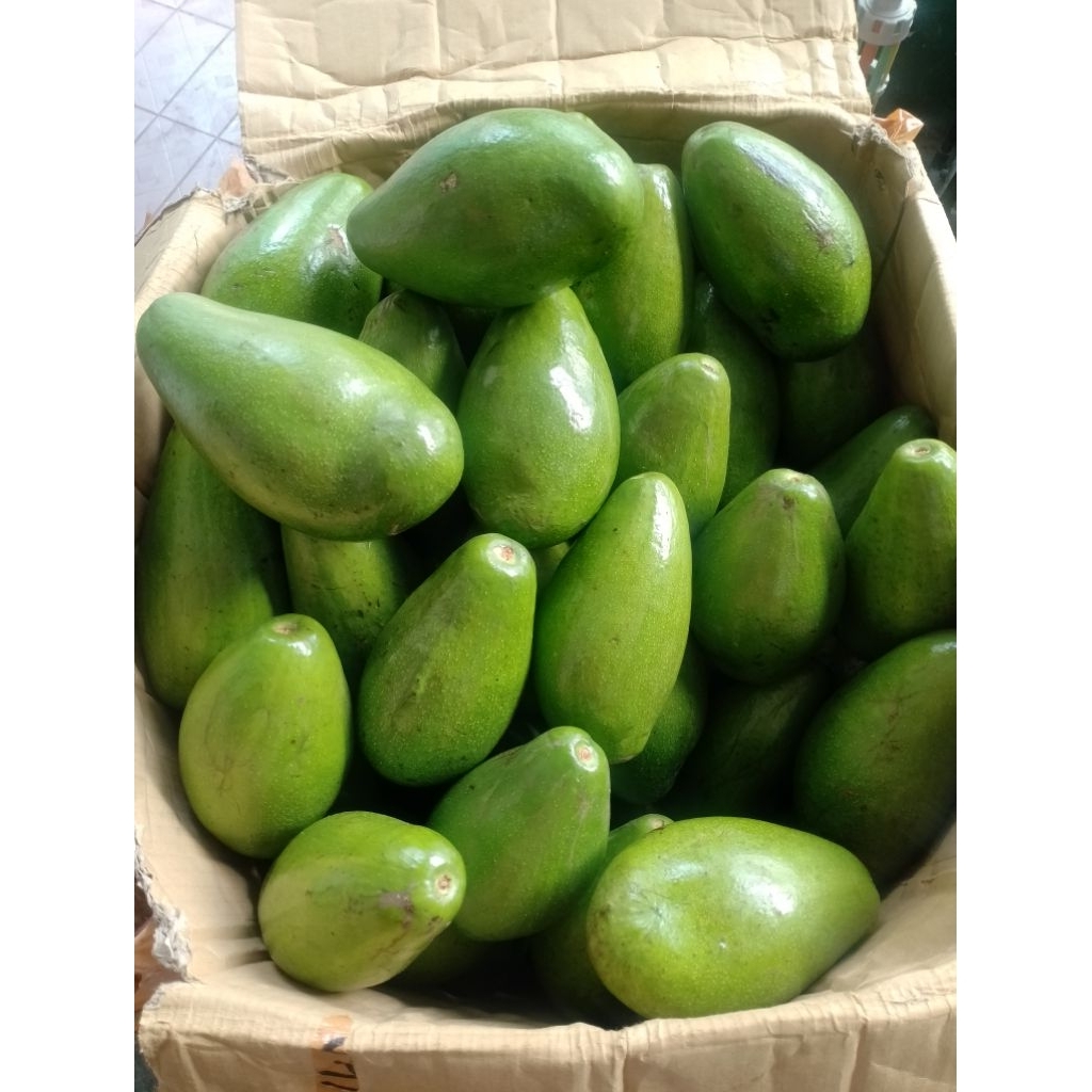 

alpukat siger mentega jumbo aligator