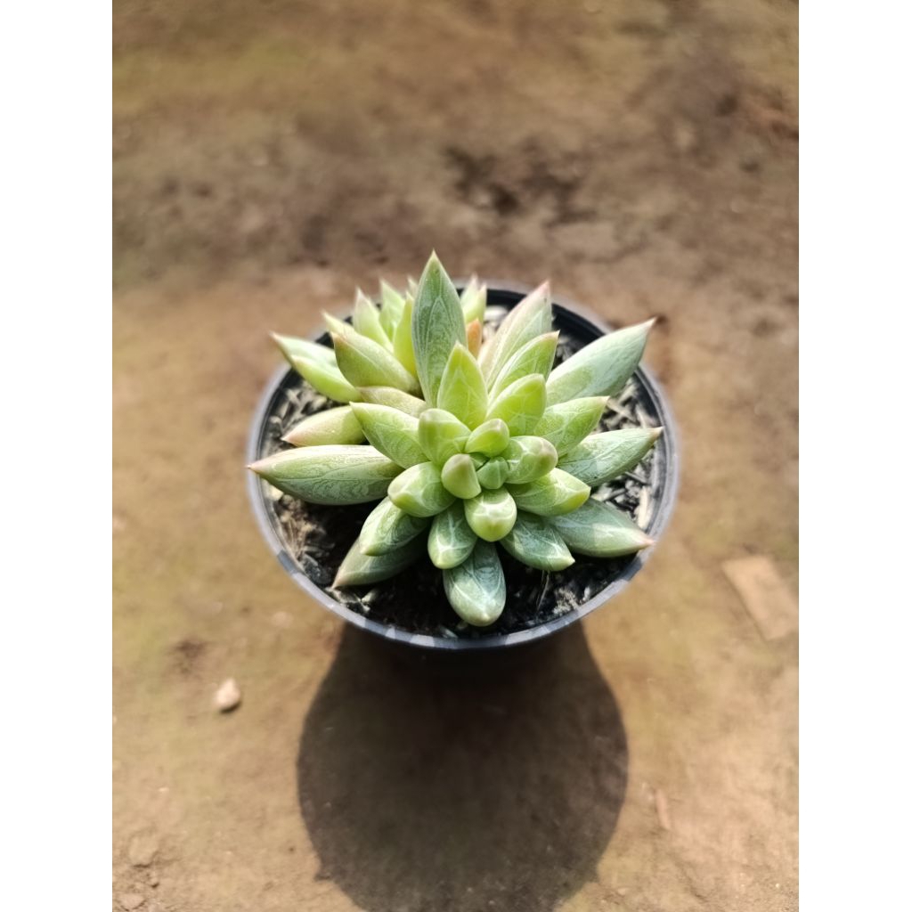 Sukulen Import Hookeri | kaktus dan sukulen