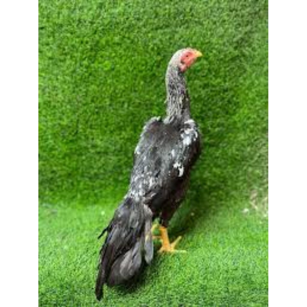 

paket hemat 5 Telur Ayam Bangkok Ekor Lidi fertil Buat ditetaskan