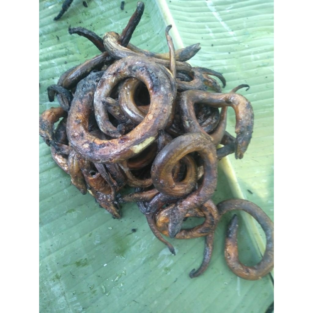 

Bekut Bakar Belut asap Oseng Belut