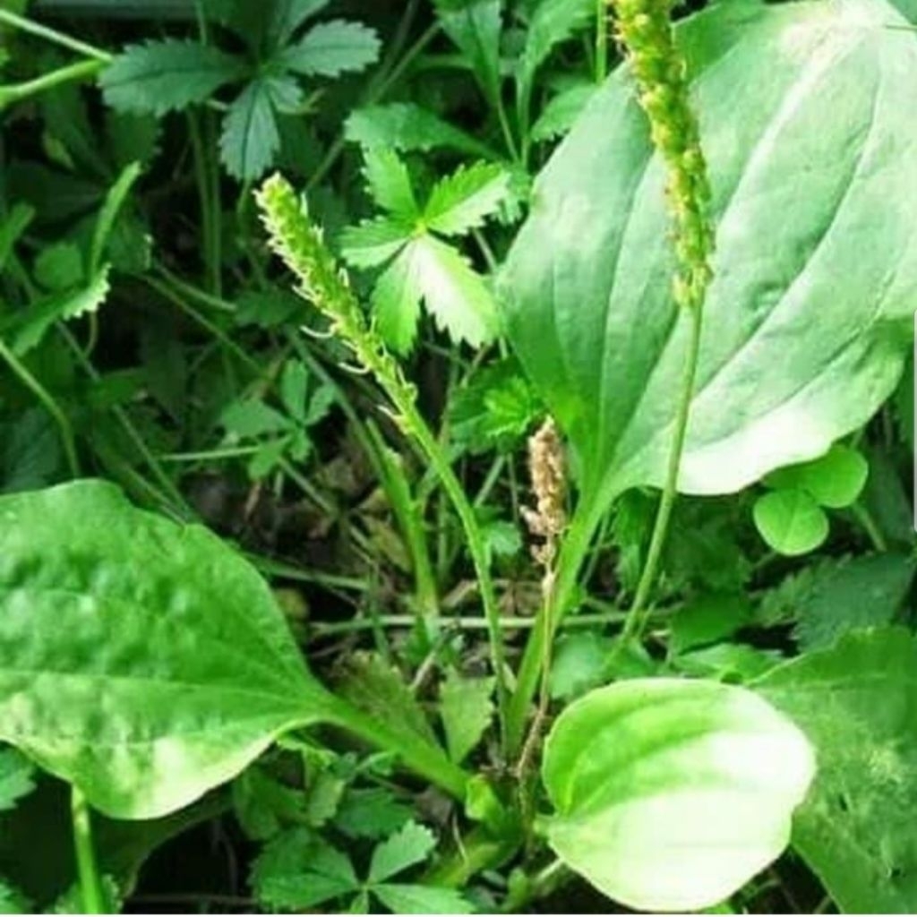 

daun ki urat/daun sendok segar 500gram