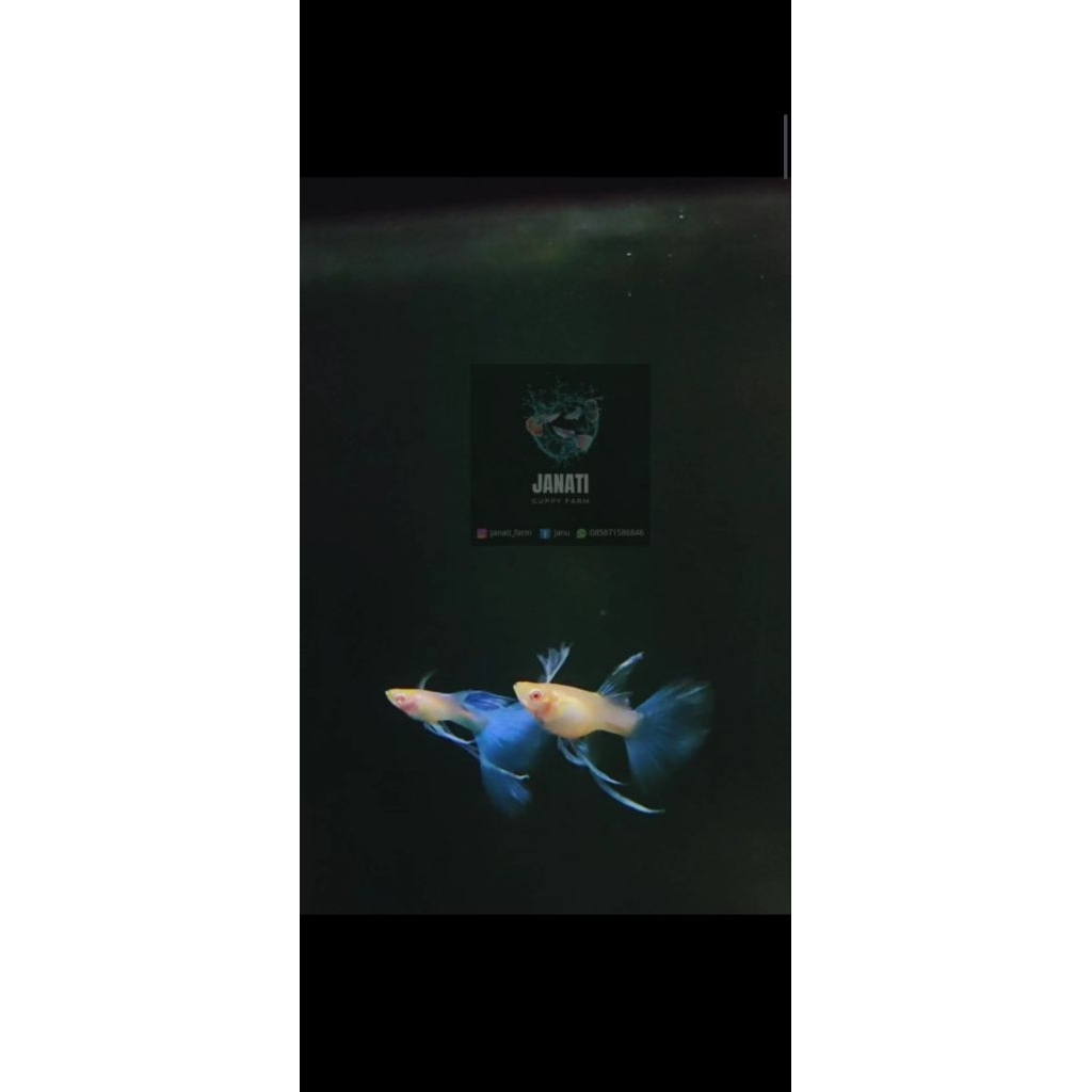 stiker Guppy Sky blue ribbon slayer finC