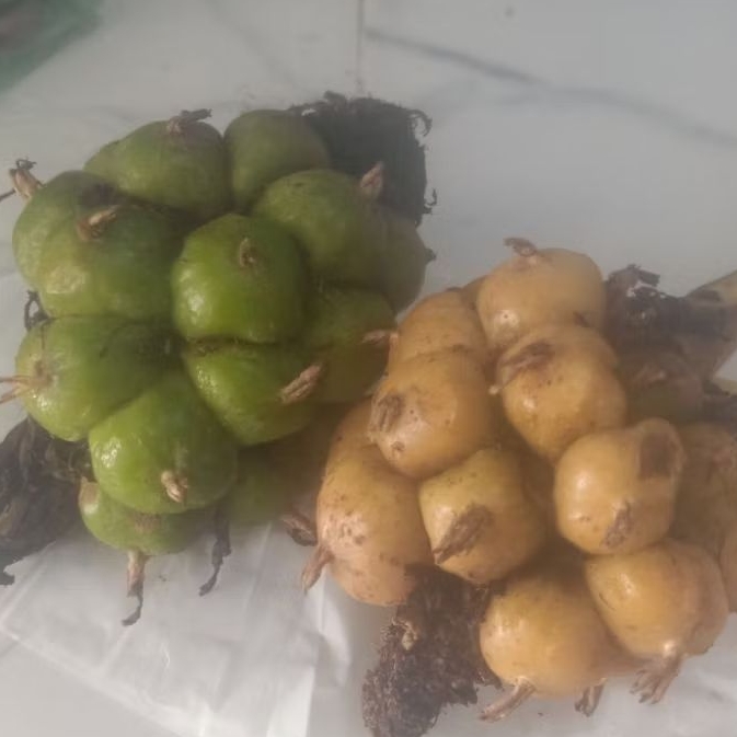 

asam cikala bumbu arsik gulai 250 gram.