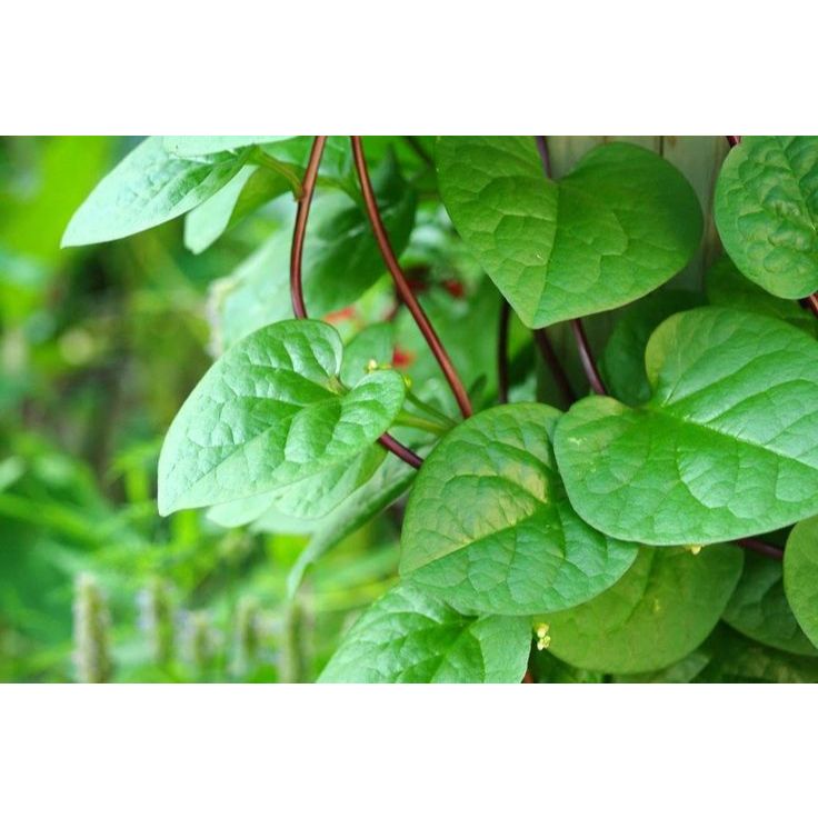 

PAKET MURAH DAUN BINAHONG 1 KG-DAUN GENDOLA MERAH