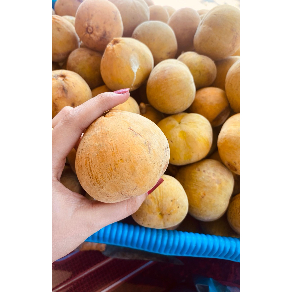 

boh sutui 1kg bisa cod dari samalanga