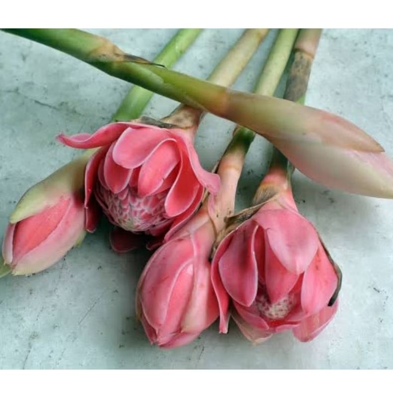 

kecombrang paket bumbu arsik lengkap