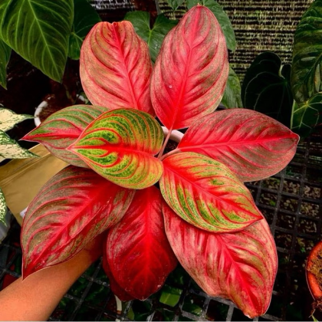 bibit bonggol Aglonema sakuntala merah