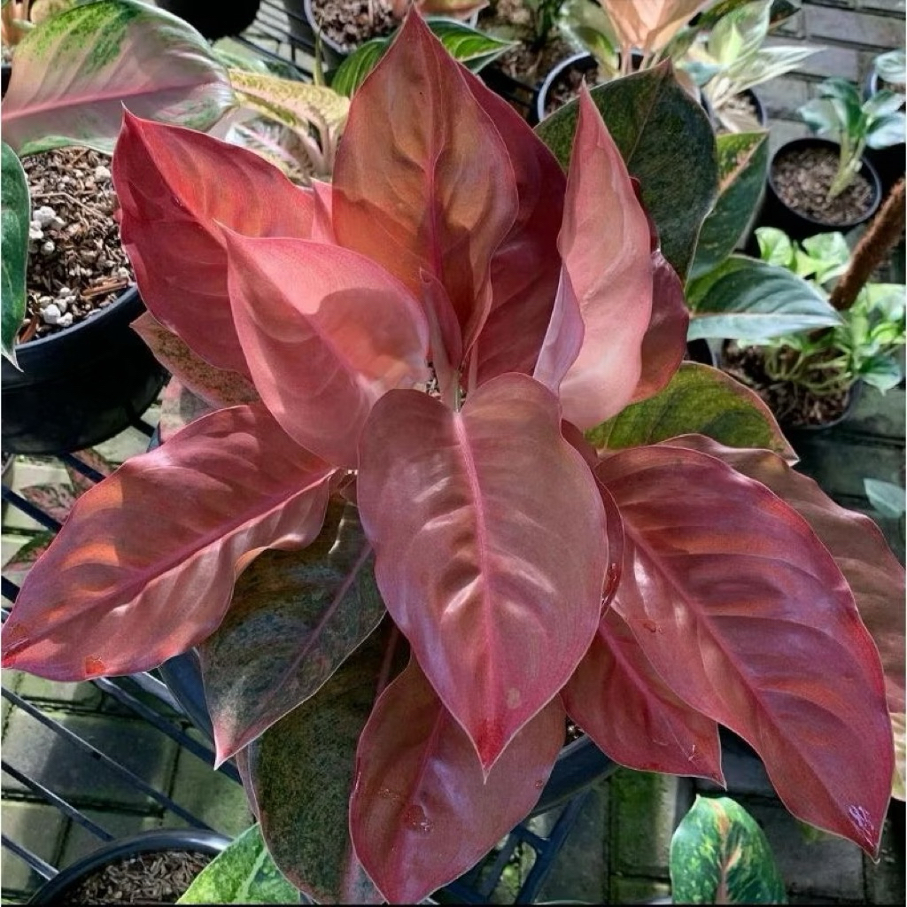 bibit bonggol Aglonema nezkia merah