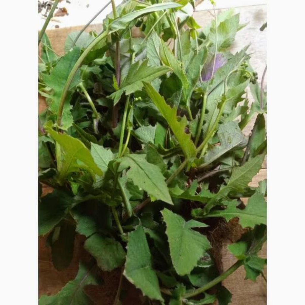 tanaman tempuh wiang isi 10 pohon tanaman Jonghe