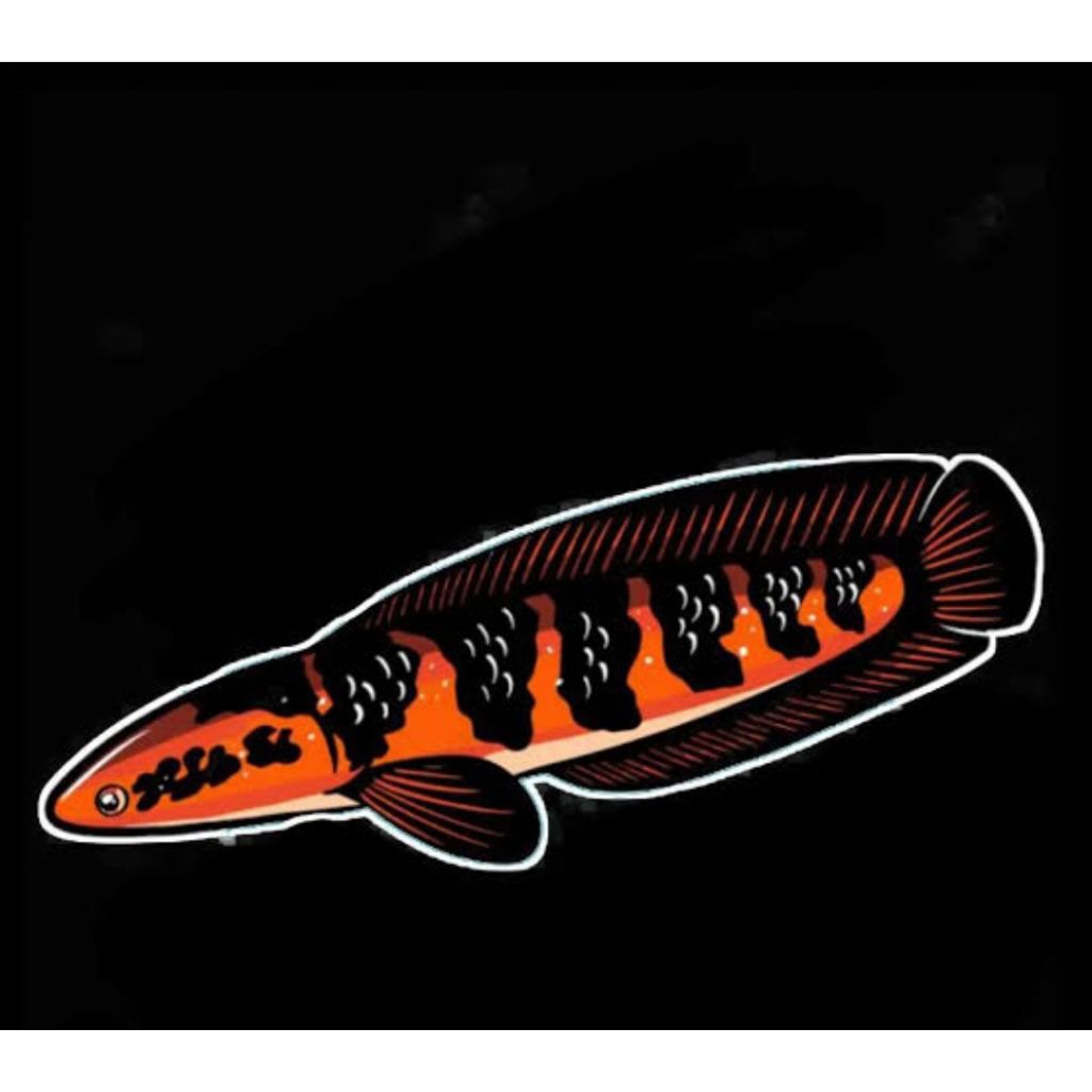 Ekstraks Ketapang Channa Red Barito