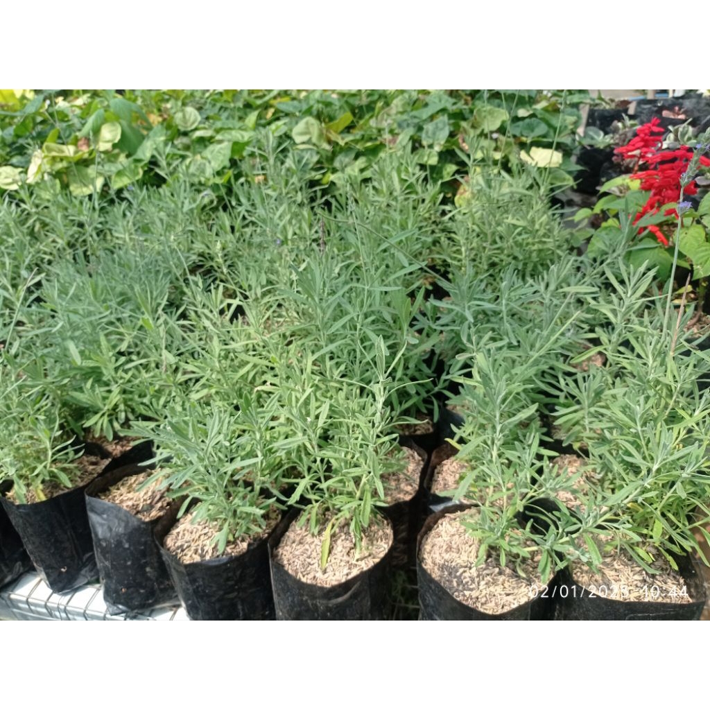 Tanaman Lavender English Asli Wangi Lavandula