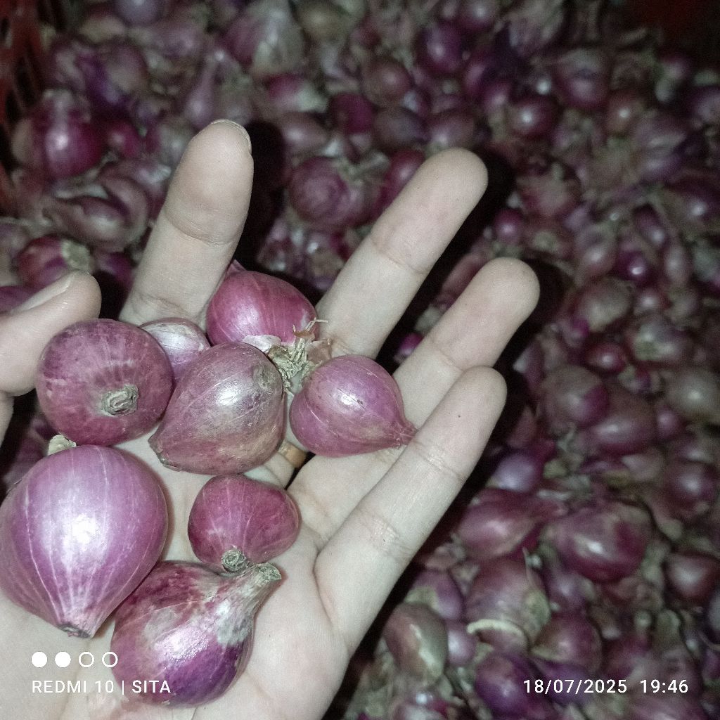 

Bawang Merah Tanggung Campur 500 gram