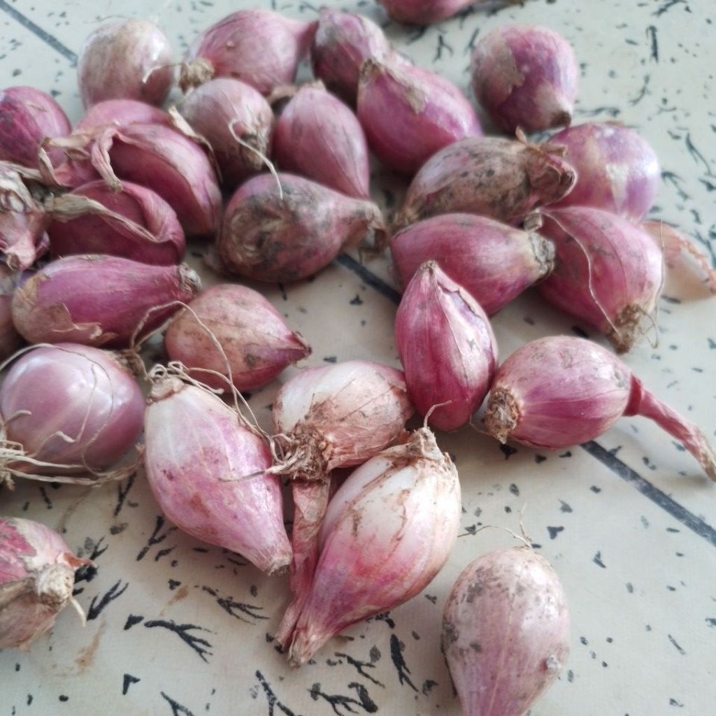 

Bawang Merah Kecil Buat Giling 1KG