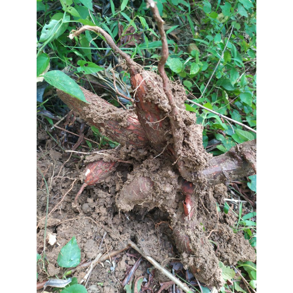 

singkong,umbi kayu,ketela pohon(3 kg)