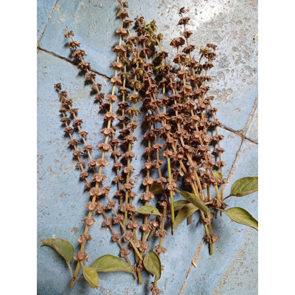 

bunga kemangi kering untuk semai pasti tumbuh