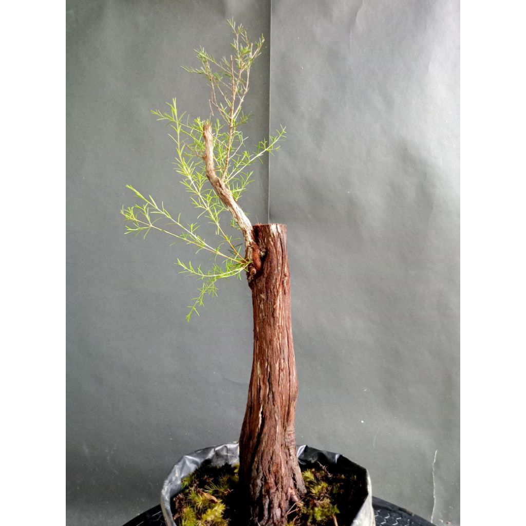 BAHAN CUCUR ATAP / SAPU-SAPU