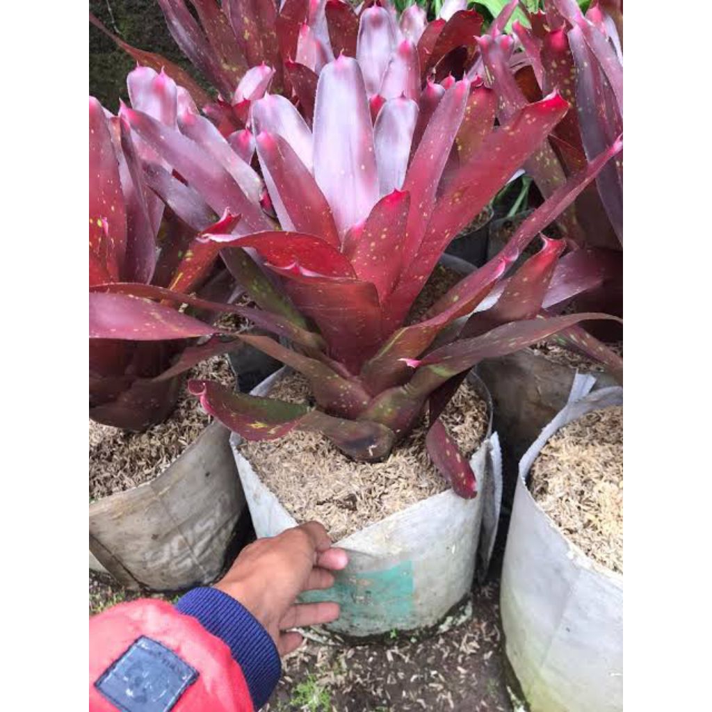 tanaman hias bromelia merah jumbo
