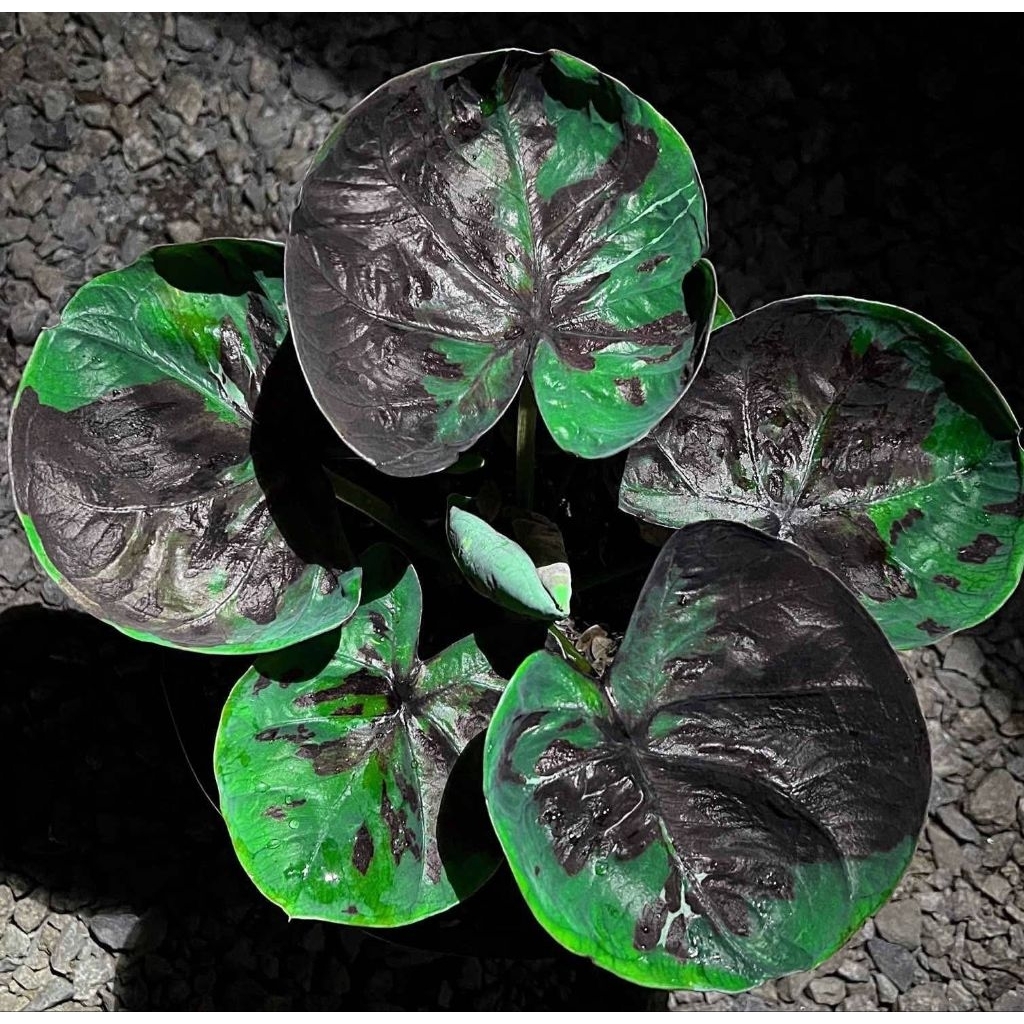 caladium Thailand series var cakep