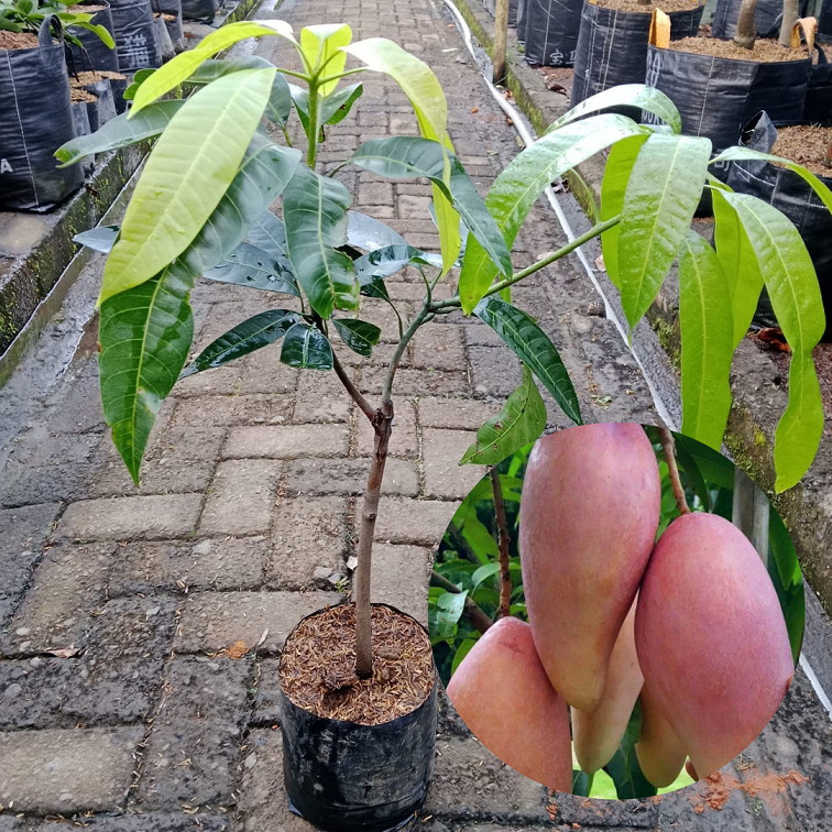 Bibit Buah Mangga Red Ivory |Buah Mangga | Bibit Buah
