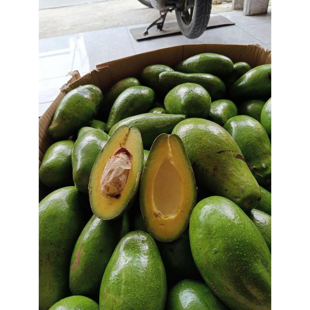 

Alpukat Bandar Lampung isi 2-4 buah