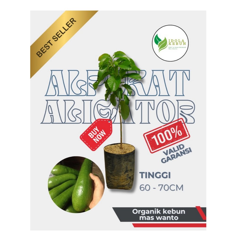 BIBIT ALPUKAT VARIETAS ALIGATOR HASIL OKULASI-BIBIT ALPUKAT ALIGATOR-BIBIT BUAH ALPUKAT-BUAH ALPUKAT
