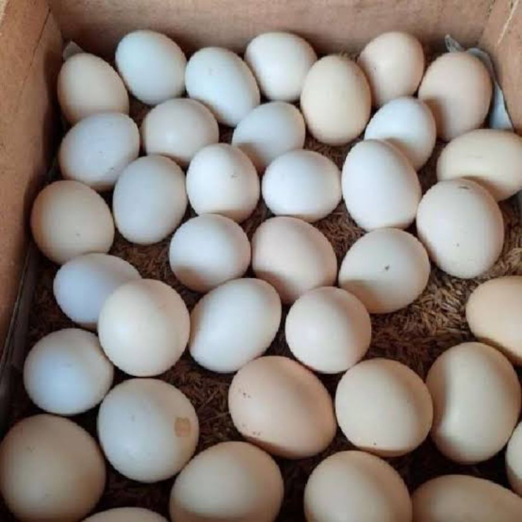 

TELUR AYAM BANGKOK Fertil,Bisa untuk konsumsi,jamu ,dan di Tetaskan