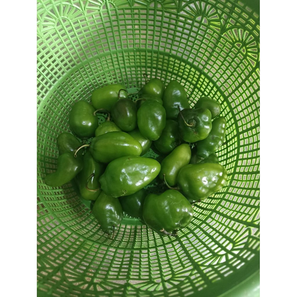 

Cabe bendot/Cabe gendot cabe super segar 125gram