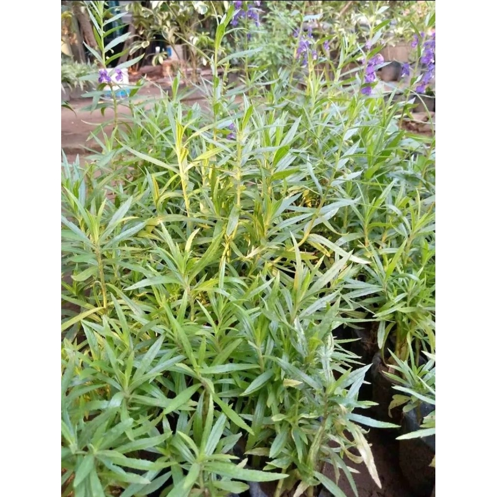 Bibit Bunga Lavender