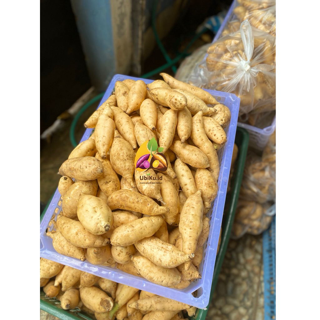 

UBI CILEMBU PAKET 5 KG UKURAN SEDANG - MANIS ASLI BERKUALITAS