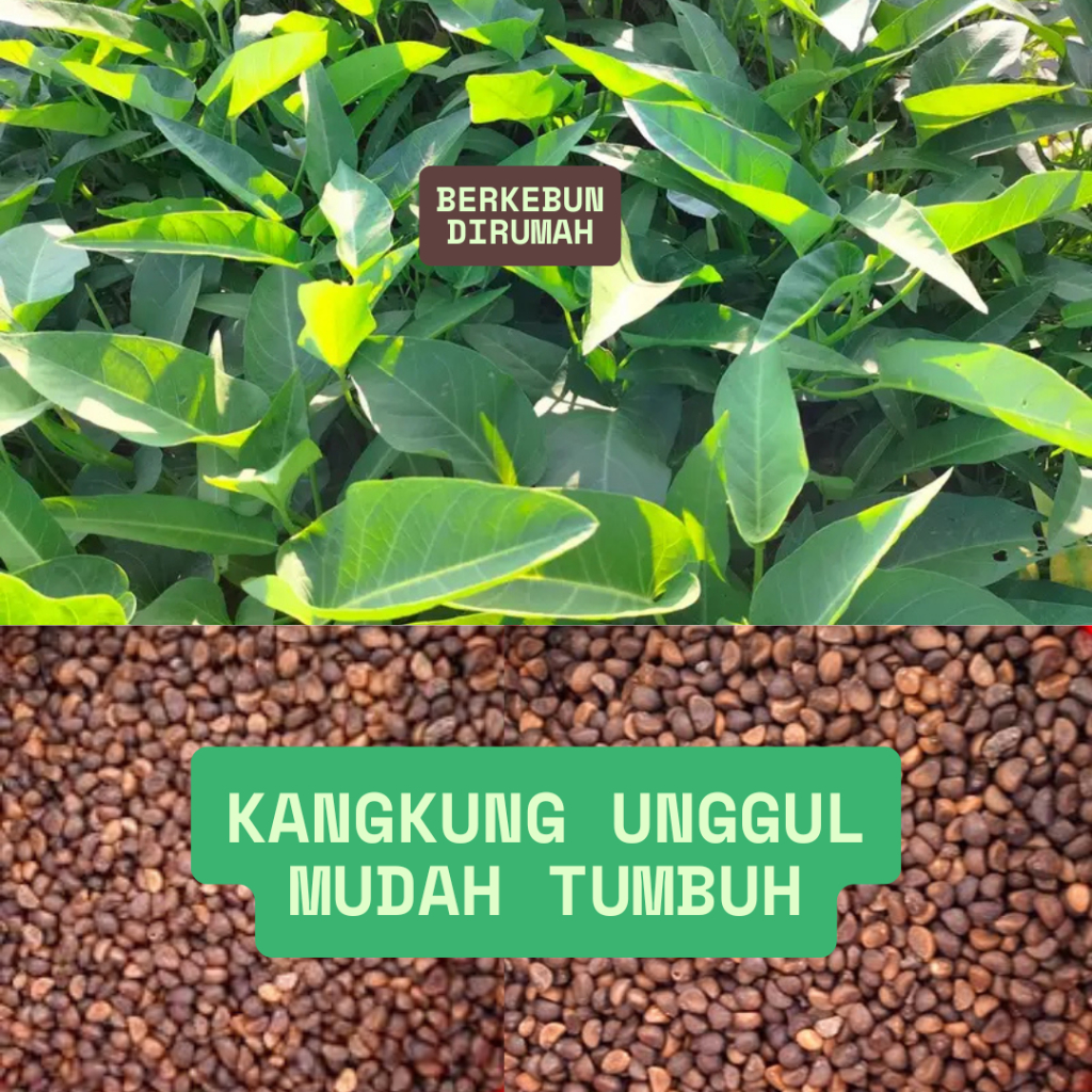 Repack Benih Kangkung daun lebar 100 gr garuda Seed Super Jumbo Bayam Hijau Merah Batik Sawi Caisim