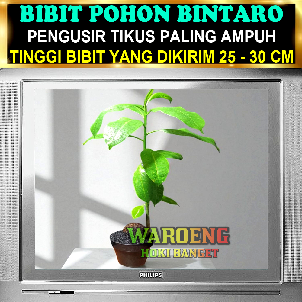 BIBIT POHON BINTARO | PENGUSIR TIKUS AMPUH | BUAH BINTARO | BUAH SIMPALAK