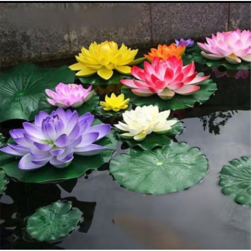 100 Butir Benih bunga teratai (Nelumbo nucifera)