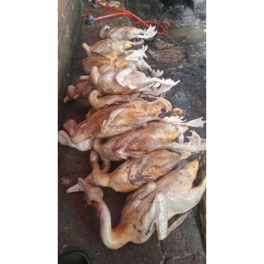 

Entok potong daging entok fresh