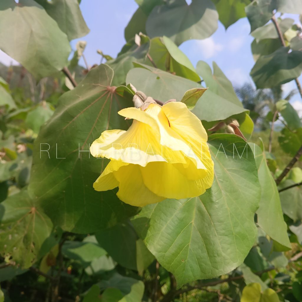 

Daun waru muda segar