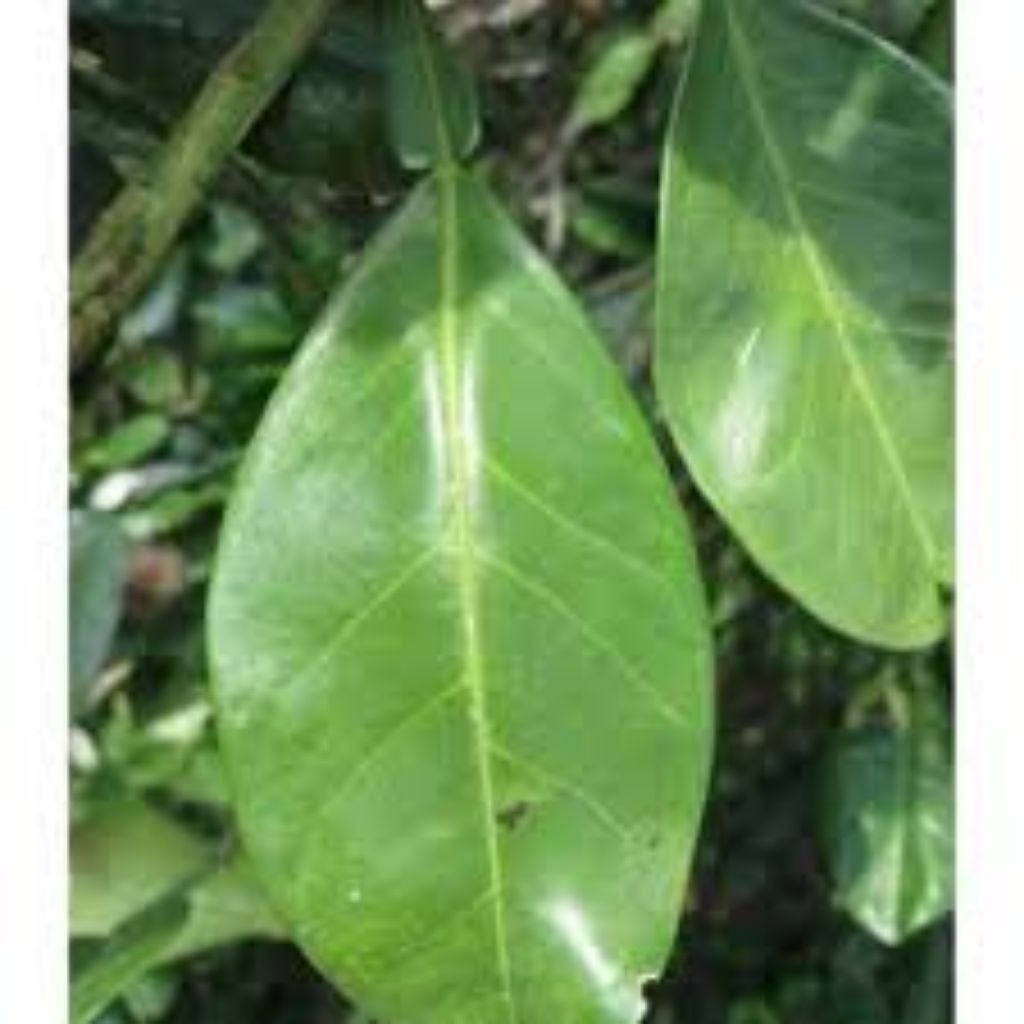 

50 lmbr daun jeruk bali segar fresshh dadakan petik setelah ada orderan masuk