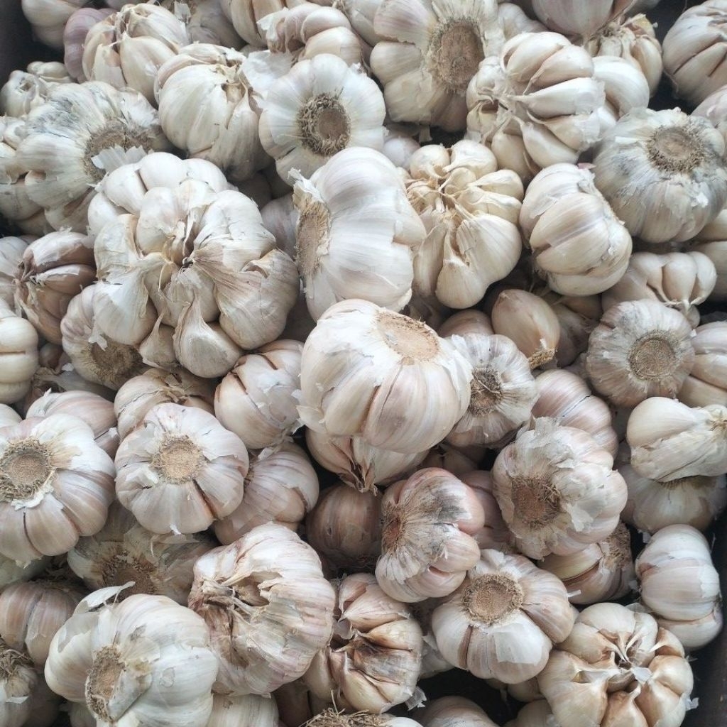 

bawang putih sinco 1kilo bersih