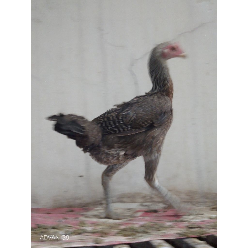 Telor Tetas Fertil isi Ayam Mangon Yokeree