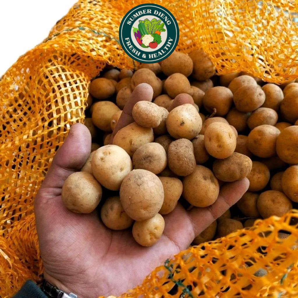 

Kentang Baby potato asli dieng