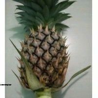 

BUAH NANAS MUDA SEGAR FRESH