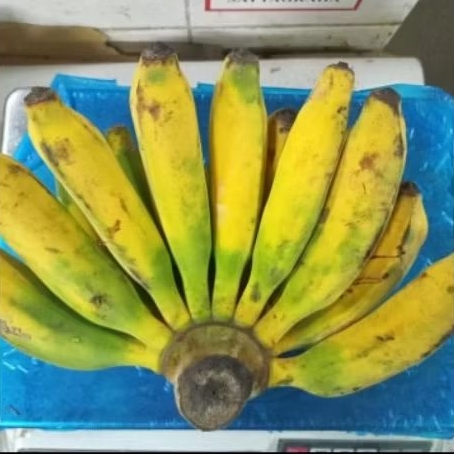 

pisang raja 1kg super besar