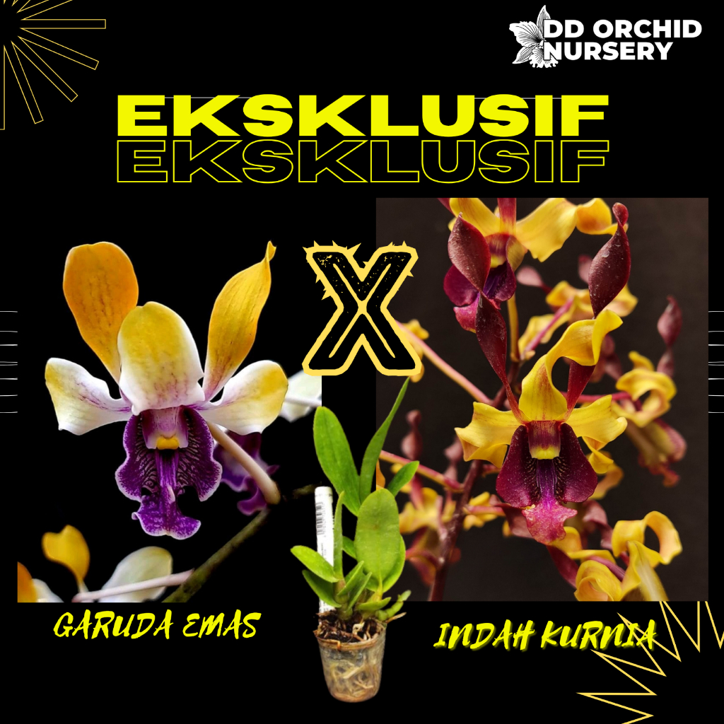 DD Orchid Seedling Dendrobium Garuda Emas x Den. Indah Kurnia