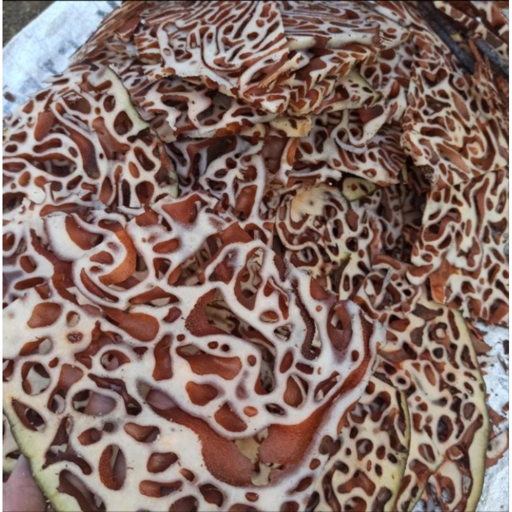 

SARANG SEMUT PAPUA HERBAL 1kgTermurah Berkualitas alami