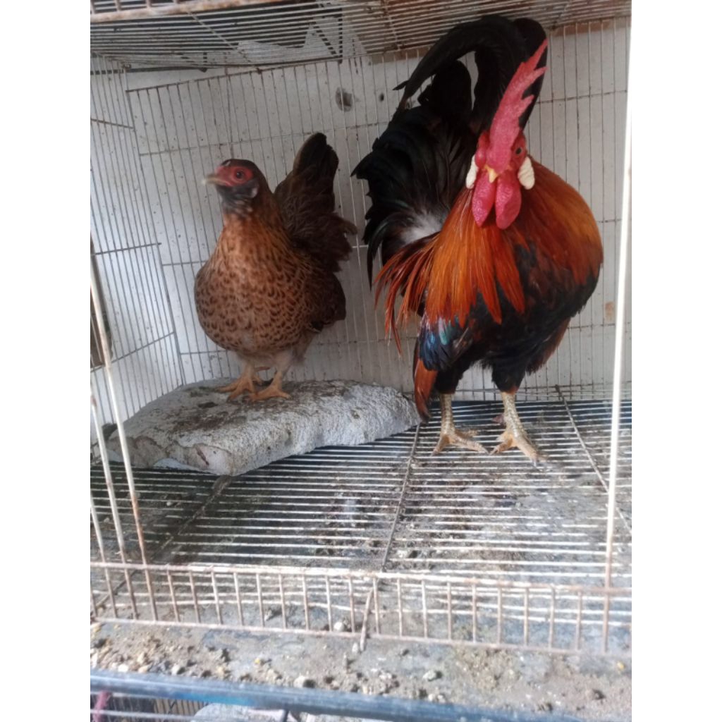 TERMURAH,AYAM KATE SEPASANG WARNA CANTIK