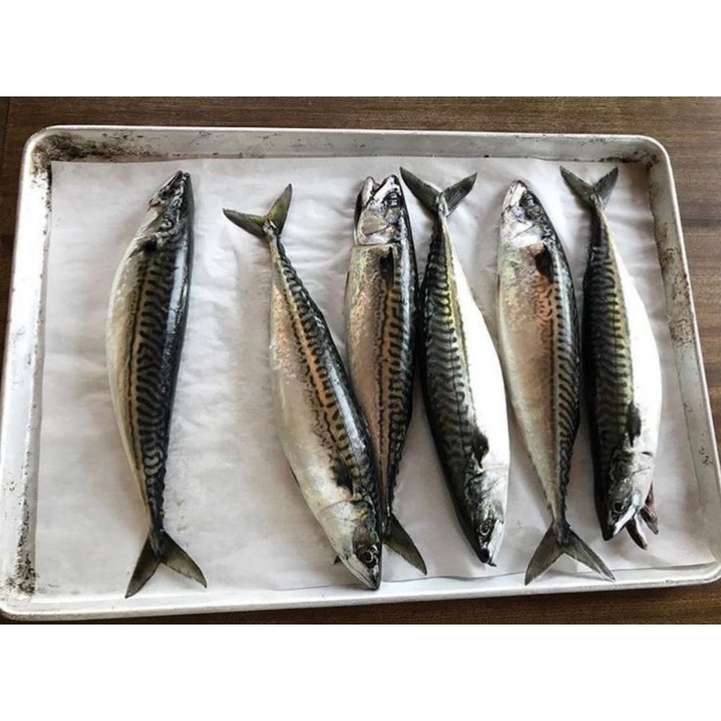 

Ikan Makarel/Saba 1kg isi 6-8 Ekor