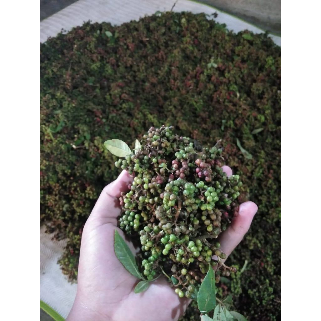 

Andaliman Bumbu Khas Sumatera Utara