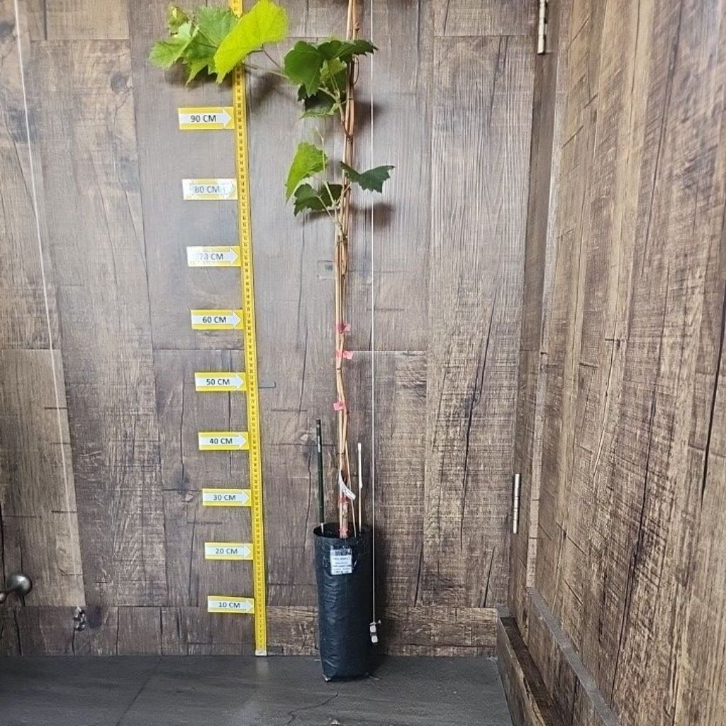 

Bibit Anggur Shine Muscat (SKU-00017)