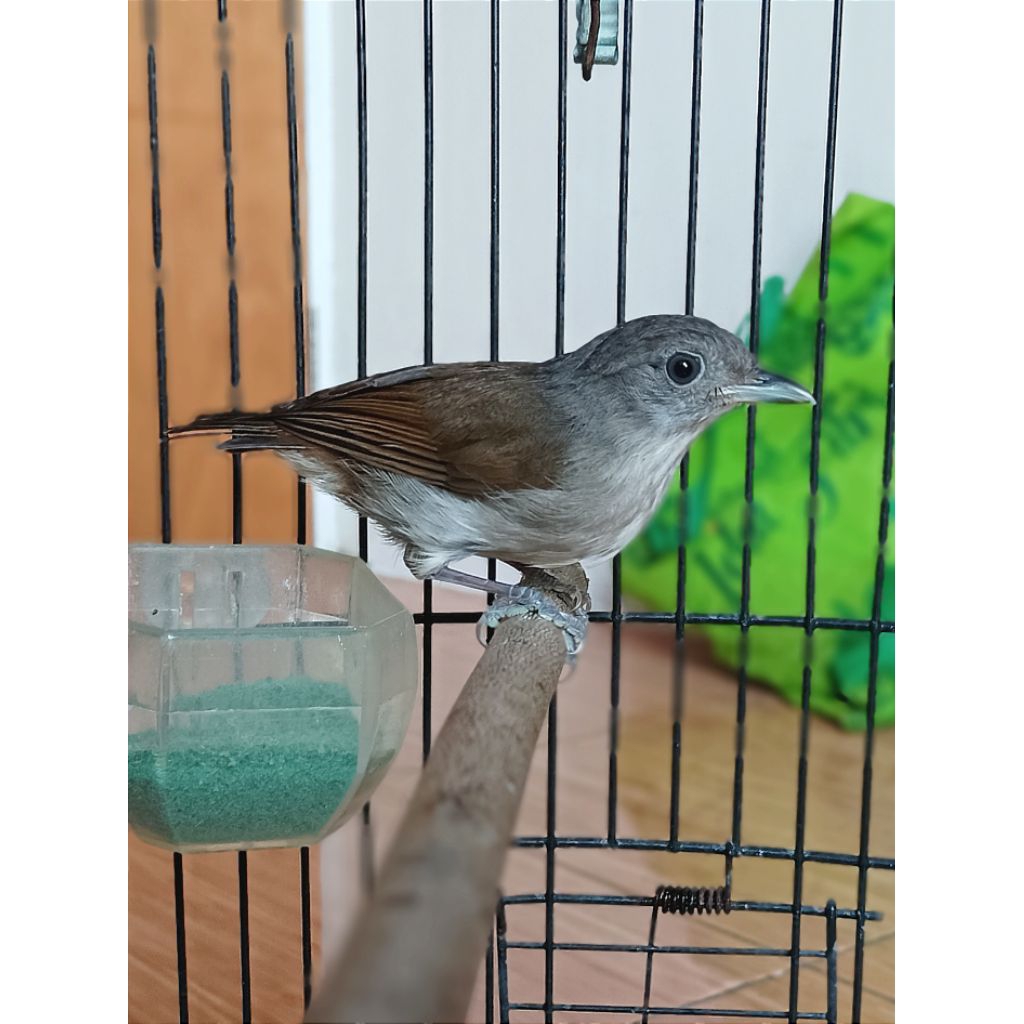 Burung Kicau Makan Pur