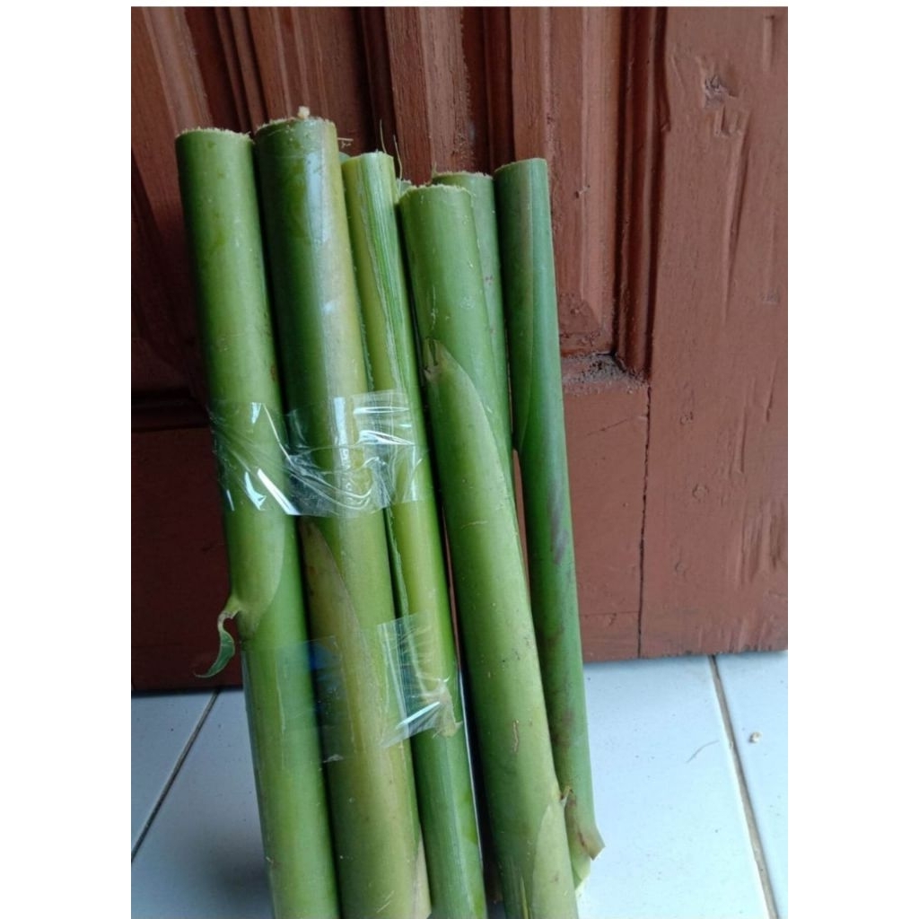 

Batang pohon kecombrang tua 500gram panjang 30 senti