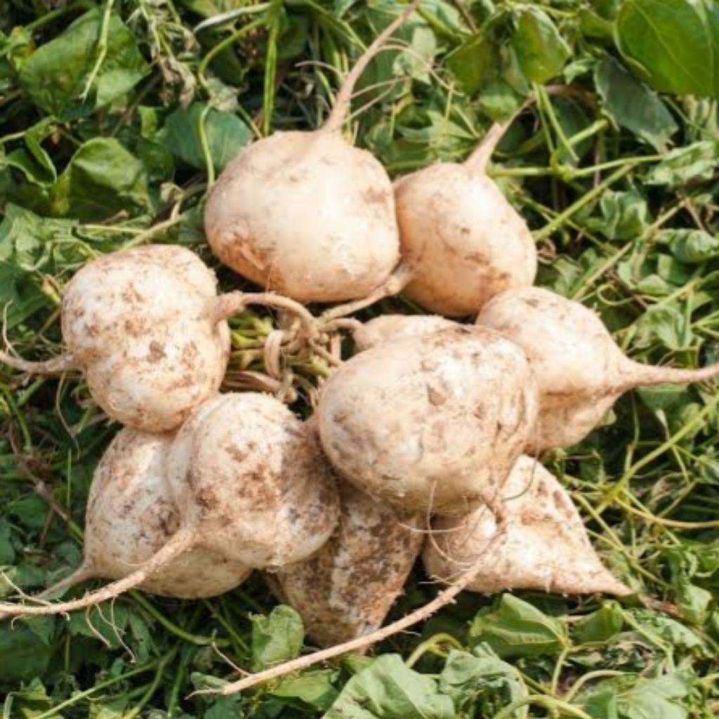 

Bengkoang Fresh Kebumen 1 Kg