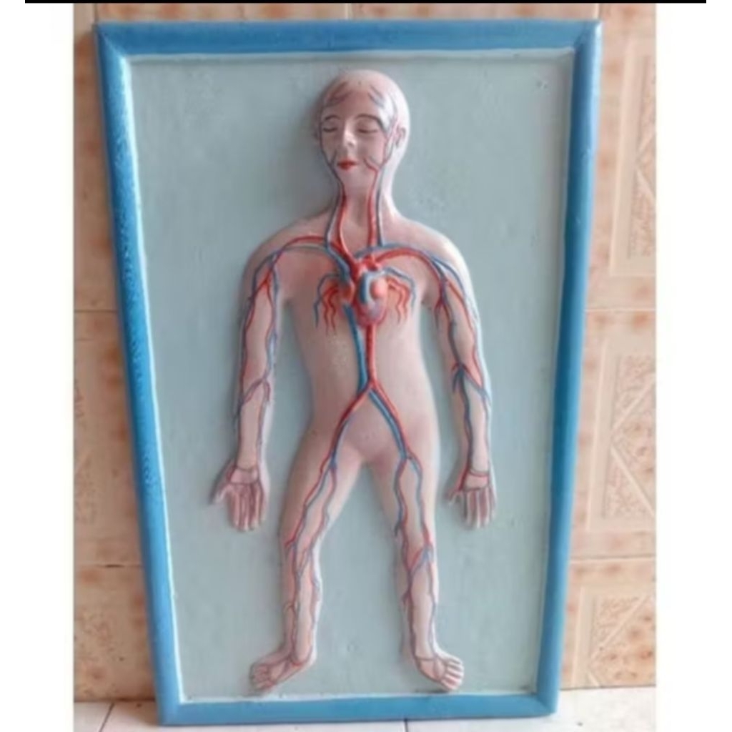 

penampang model pembulu darah manusia